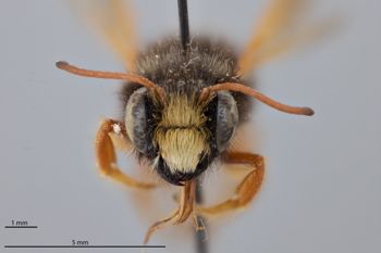 Media type: image;   Entomology 789977 Aspect: head frontal view